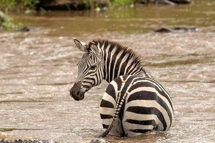 3 Day Amboseli Group Safari