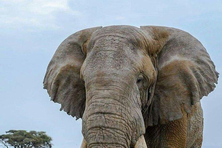 3 Day Amboseli Group Safari