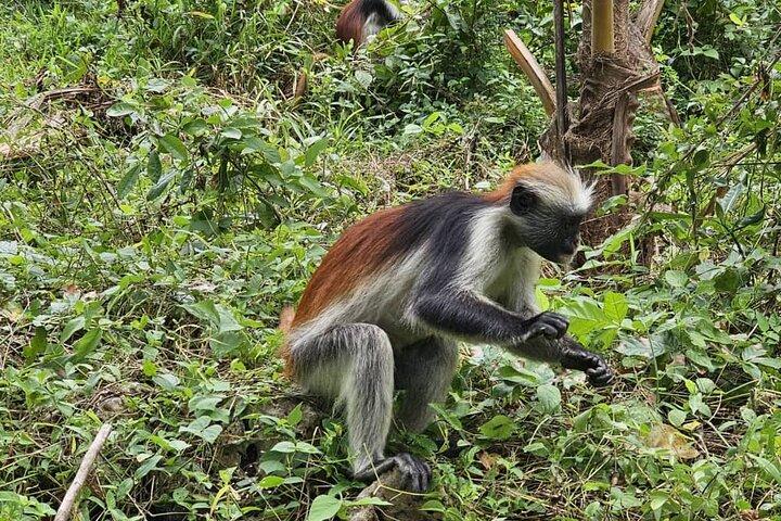 Full day private Zanzibar Jozani Forest Spice Farm with City tour
