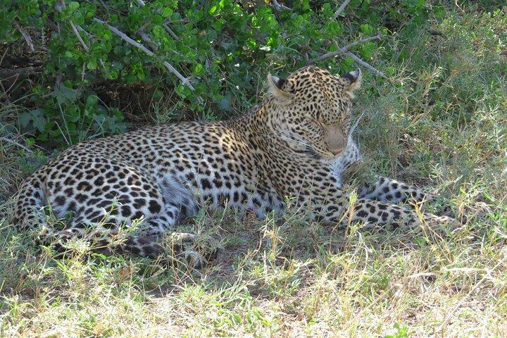 Tsavo National Park Group Tour with Game Drives
