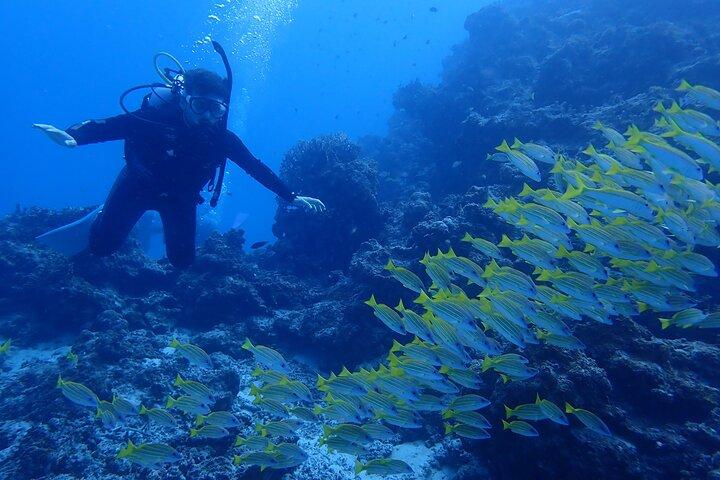 [Half day] Diving and snorkeling on a chartered boat on Ishigaki Island - Beginners are welcome!～