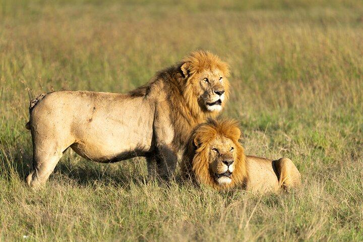 7 Days Safaris and National Parks In Kenya