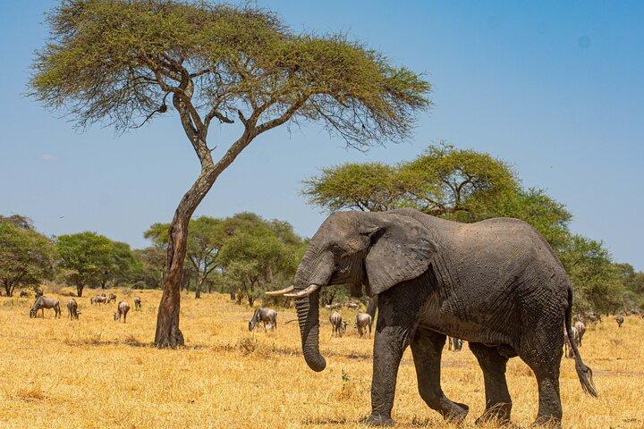 2 Days Tanzania Safari - Tarangire & Ngorongoro (Joint Safari)