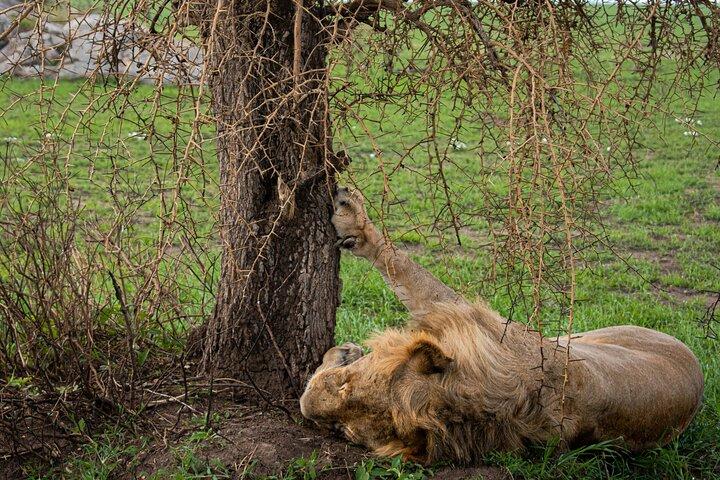 2 Days Tanzania Safari - Tarangire & Ngorongoro (Joint Safari)