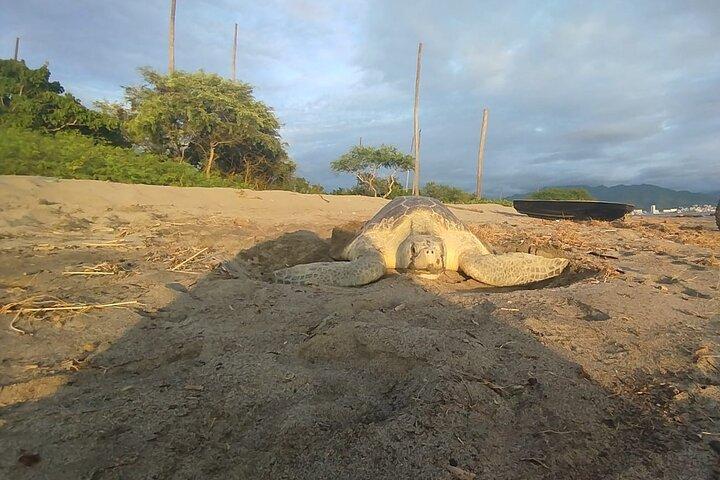 Sea Turtle Conservation Release Puerto Vallarta