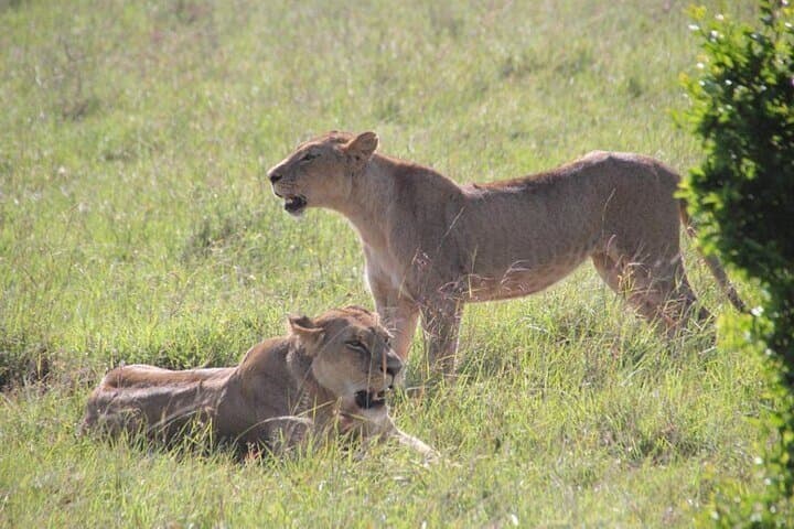 Nairobi National Park Safari- Big 4 Adventure Just Minutes Away