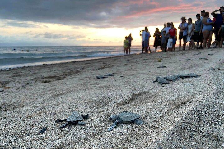 Sea Turtle Conservation Release Puerto Vallarta