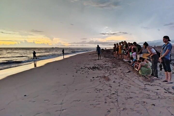 Sea Turtle Conservation Release Puerto Vallarta