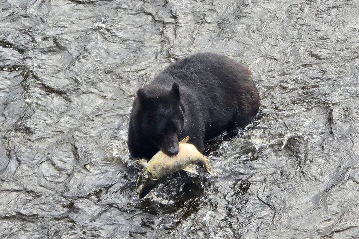 Alaska Wildlife Waterfall Tours