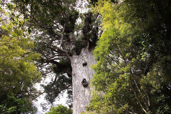 Small-Group Mystical Waipoua Forest Kauri Tour from Auckland