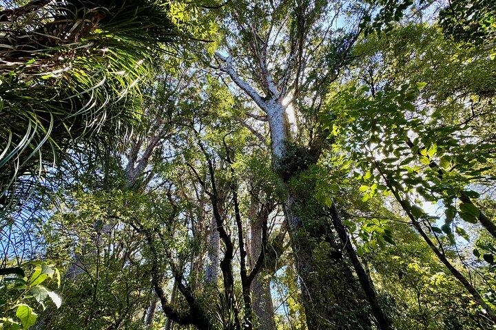 Small-Group Mystical Waipoua Forest Kauri Tour from Auckland