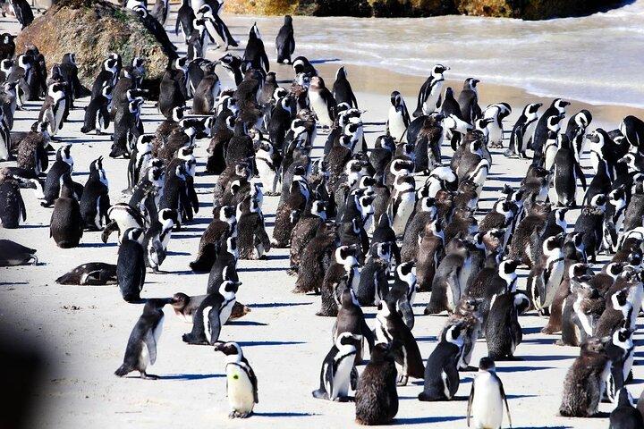 5 Day Cape Town, Winelands and Wildlife Tour