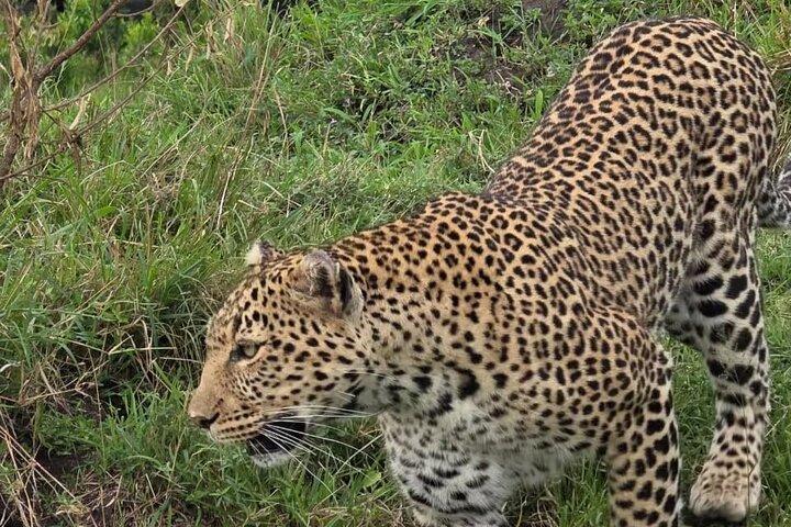 Tarangire National Park Joining Group Day Safari