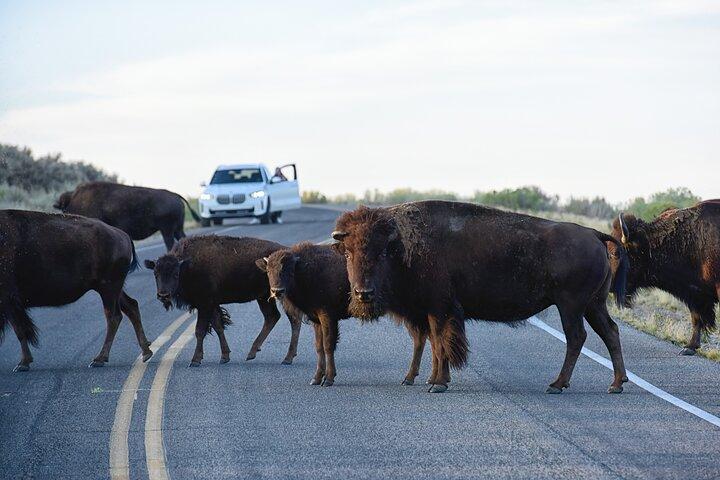 Antelope Island Sunset Wildlife Expedition Great Salt Lake Tour
