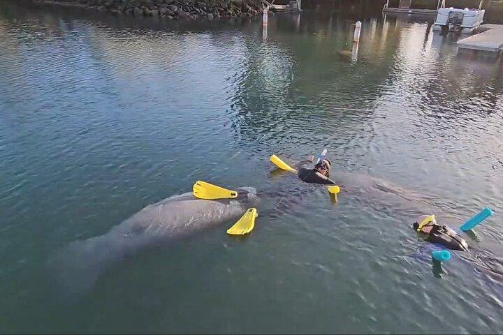 3 Hour Small Group Manatee Swim Heated Boats Free Photos All Inc