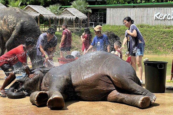 Half day visit Elephant Sanctuary Phuket (NO RIDING)