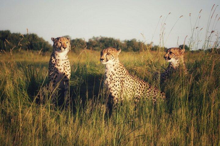 3 Day Serengeti And Ngorongoro Safari Adventure