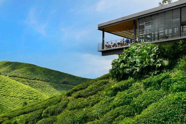 Cameron Highlands Day Tour from Ipoh -Tea Plantation