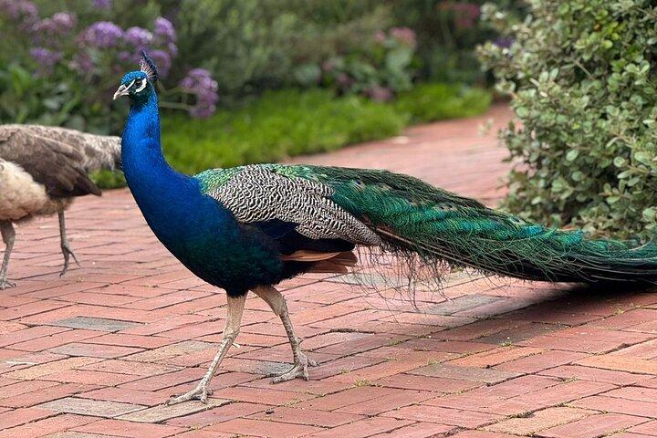 Sip, Savour & Stroll: Barossa to Hahndorf