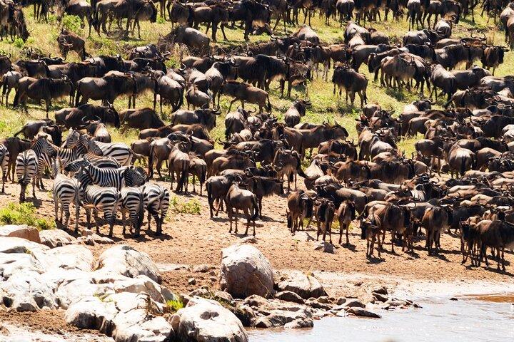 9-Day Enchanting Tanzania Safari -High End All Inclusive