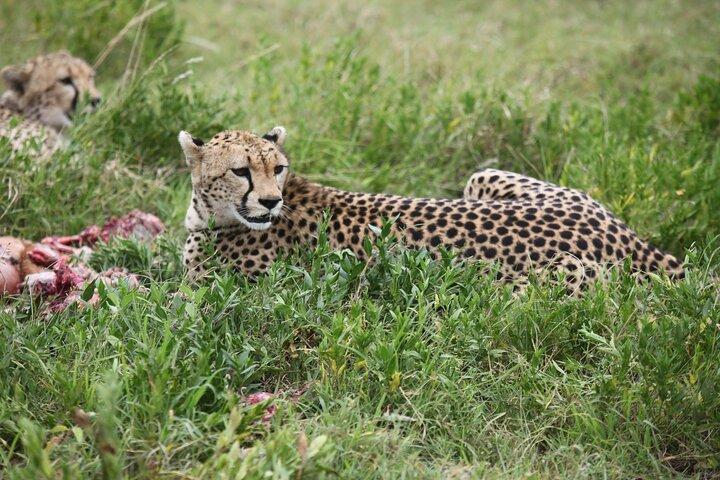 6 Days Calving Season Safari – Private Ndutu Migration Experience