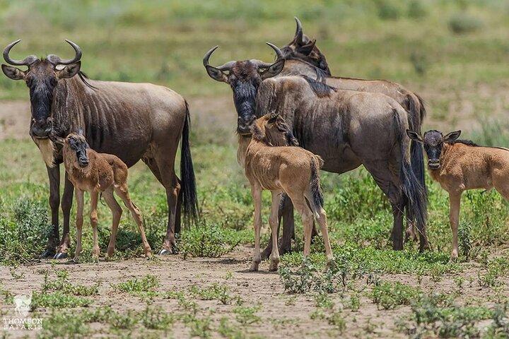 6 Days Calving Season Safari – Private Ndutu Migration Experience
