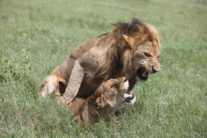 6 Days Calving Season Safari – Private Ndutu Migration Experience