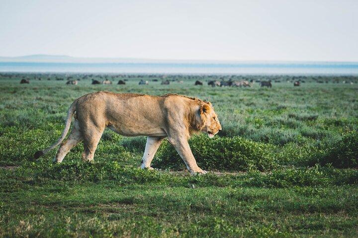 3 Day - Ndutu Great Calving Migration Season