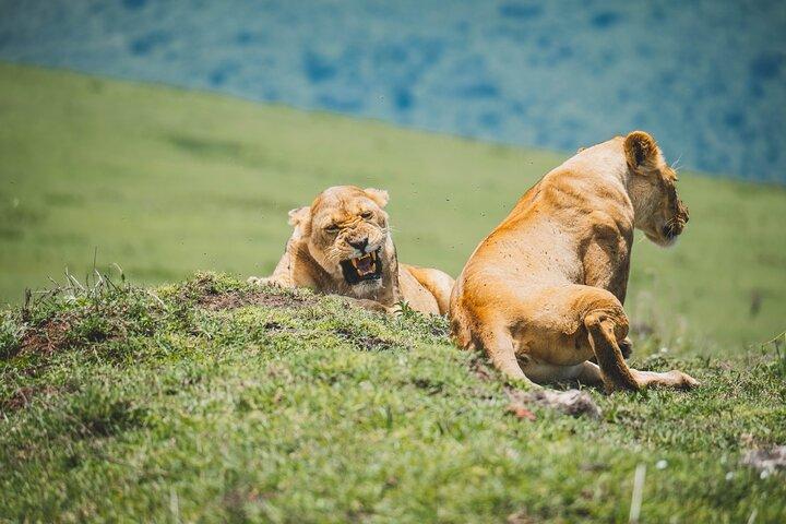 3 Day - Ndutu Great Calving Migration Season
