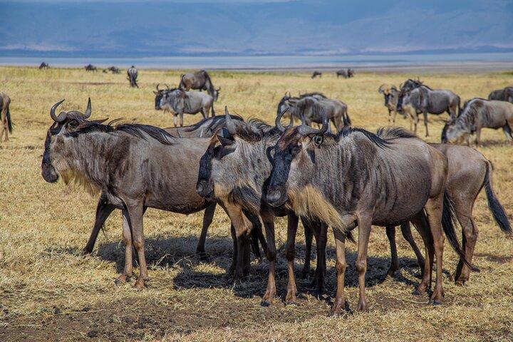 3 Day - Ndutu Great Calving Migration Season