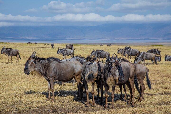 3 Day - Ndutu Great Calving Migration Season