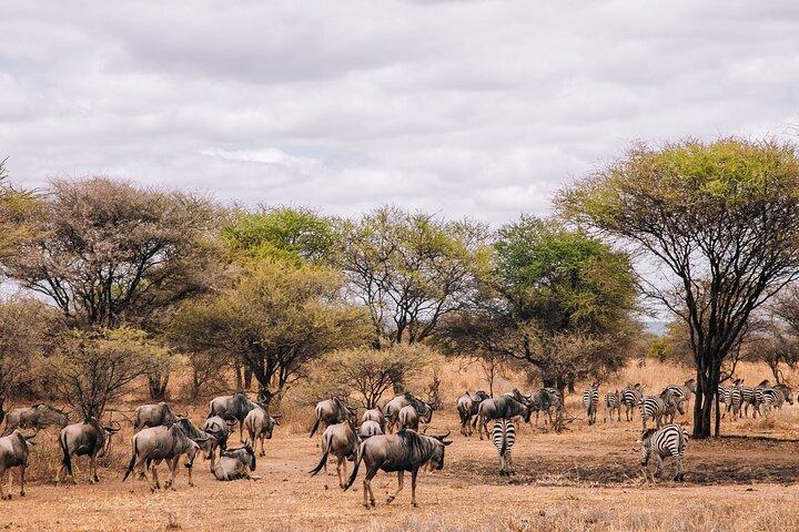 3 Day - Ndutu Great Calving Migration Season