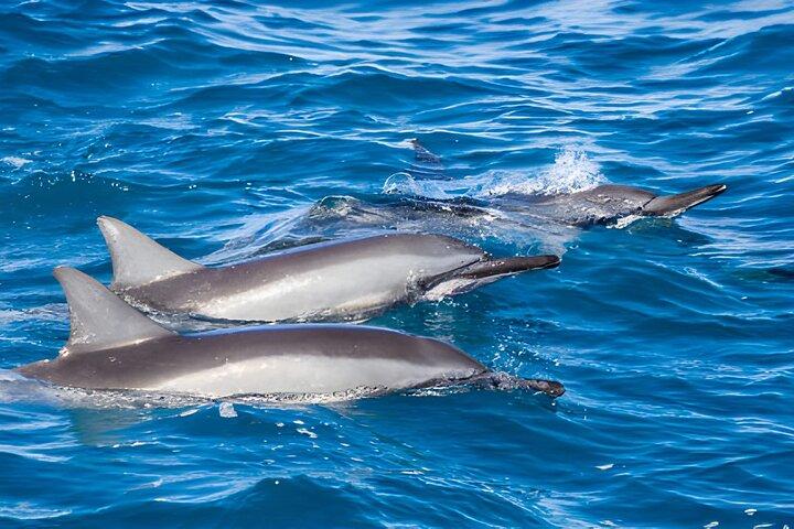 Marsa Alam Dolphin House Full Day Boat Trip Snorkeling Lunch