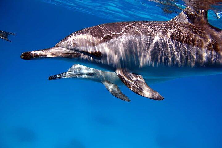 Marsa Alam Dolphin House Full Day Boat Trip Snorkeling Lunch
