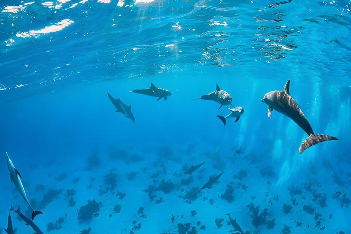 Marsa Alam Dolphin House Full Day Boat Trip Snorkeling Lunch