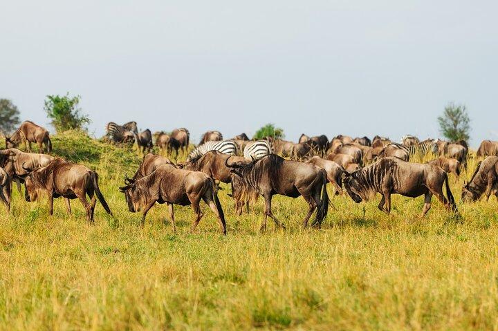 10-Day Epic Tanzania Migration Safari - River Crossing