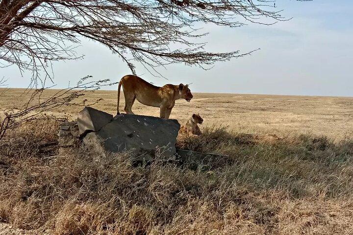 Day Trip to Ngorongoro Crater Garden of Eden