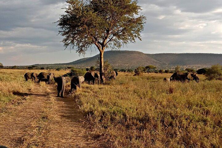 Day Trip to Ngorongoro Crater Garden of Eden