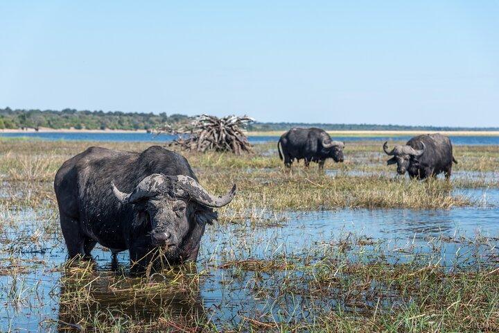 Chobe National Park Day Tour — from Livingstone