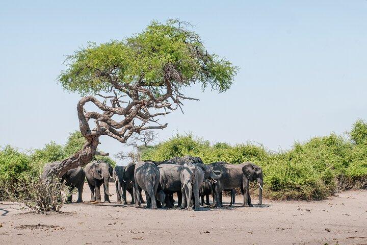 Chobe National Park Day Tour — from Livingstone