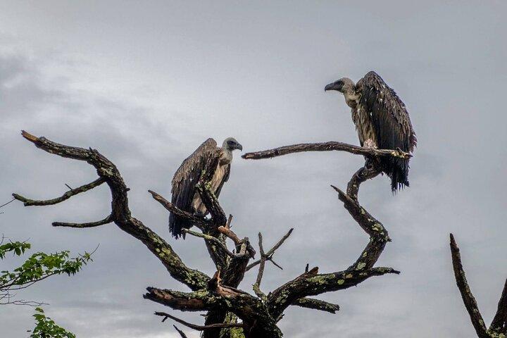Chobe National Park Day Tour — from Livingstone