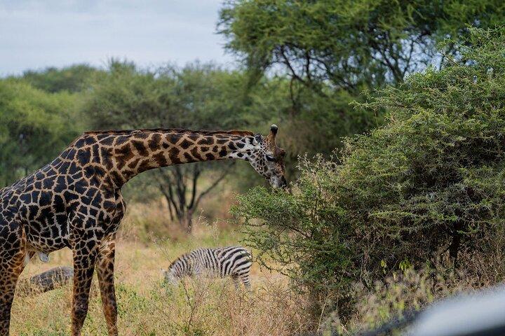 5-Day Private Best of Tanzania Wildlife Camping Safari
