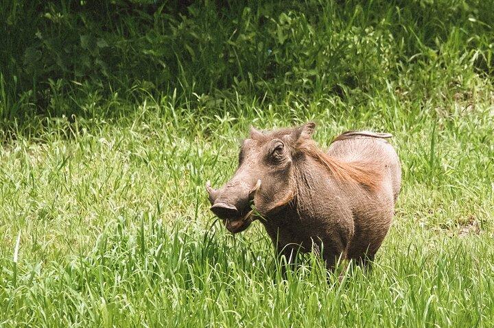 7 Days Tanganyika Wilderness Safari
