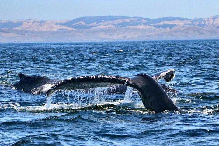 Whale Watching Adventure in Morro Bay
