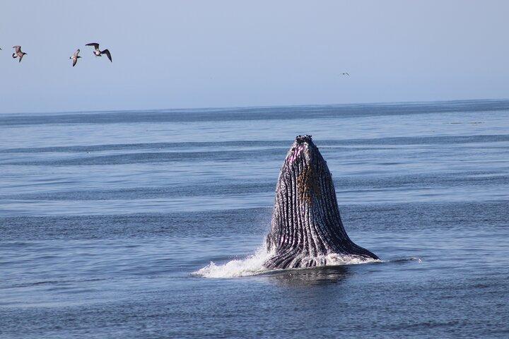 Whale Watching Adventure in Morro Bay