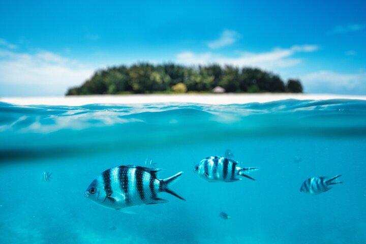 Mnemba Island Full Day Dhow Snorkeling Trip with Drinks and Lunch