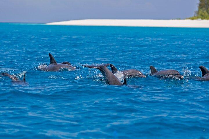 Mnemba Island Full Day Dhow Snorkeling Trip with Drinks and Lunch