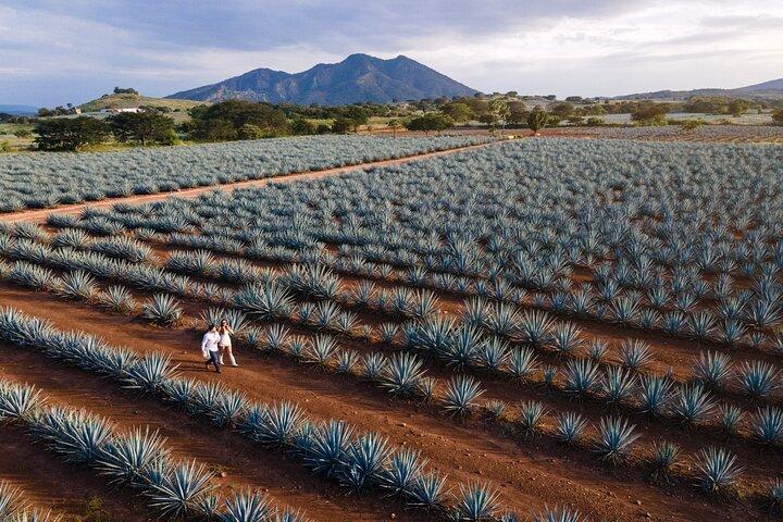 Jose Cuervo y Campos
