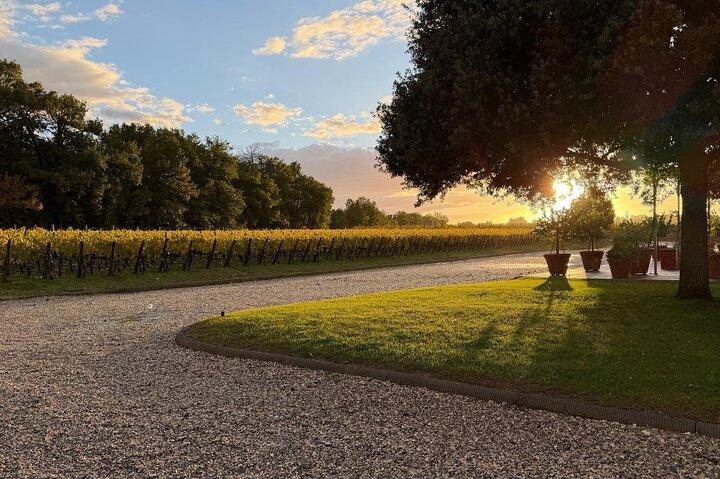 Montepulciano Vineyards Wine Tour with 3 Estates Visit