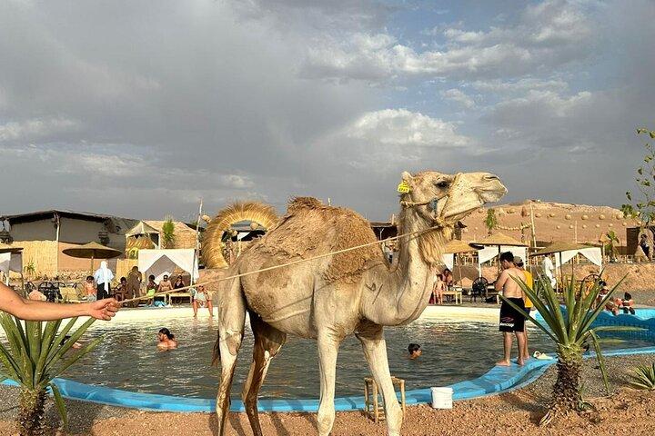 Agafay Day: Quad, Dromedary, Swimming pool, Moroccan Dinner & Show